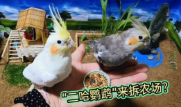 鹦鹉搞笑视频,笑料百出，萌态可掬